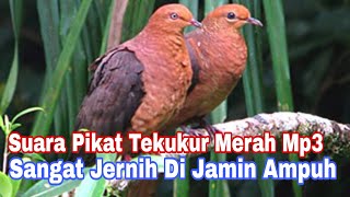 Suara Pikat Tekukur Merah Mp3,Tekukur Api,Uncal Merah || Suara Jernih Di jamin Ampuh