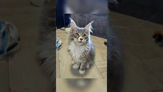 Nasze koty Maine coon #mainecoon #mainecoonkitten #funnyshorts #kot #cat #shorts #tortoiseshellcat