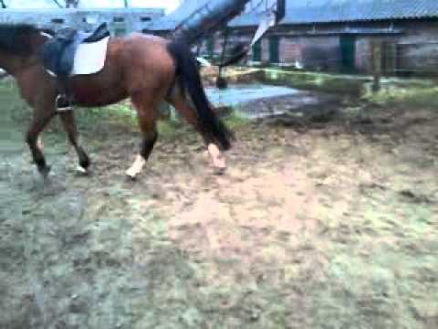Video0020.mp4