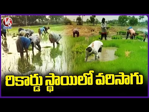 Telangana Farmers Achieve Record Breaking Paddy Cultivation in 2025 Season | V6 News - V6NEWSTELUGU