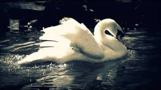 Tchaikovsky - Swan Lake (Finale) chords