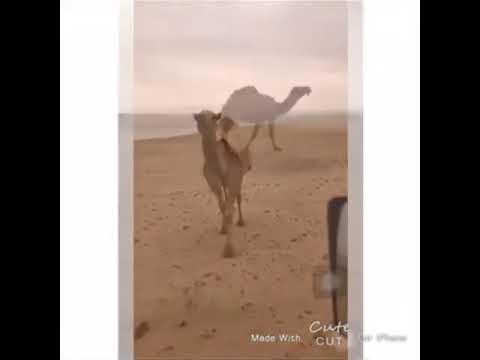 اذكرو الله ياجماعة