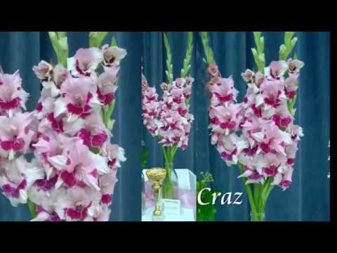 Medzinarodna Vystava Gladiol A Gorgin Bytca 2018 Gladiolus International Exhibition