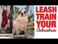 How to leash train your Chihuahua | Sweetie Pie Pets by Kelly Swift