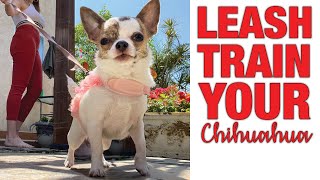 How to leash train your Chihuahua | Sweetie Pie Pets by Kelly Swift