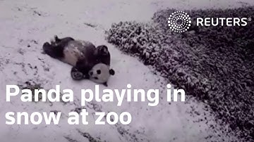 Giant panda playing in snow at National Zoo in Washington