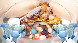 My Fish Are Hungry, They Are Looking For Food On The Rocks