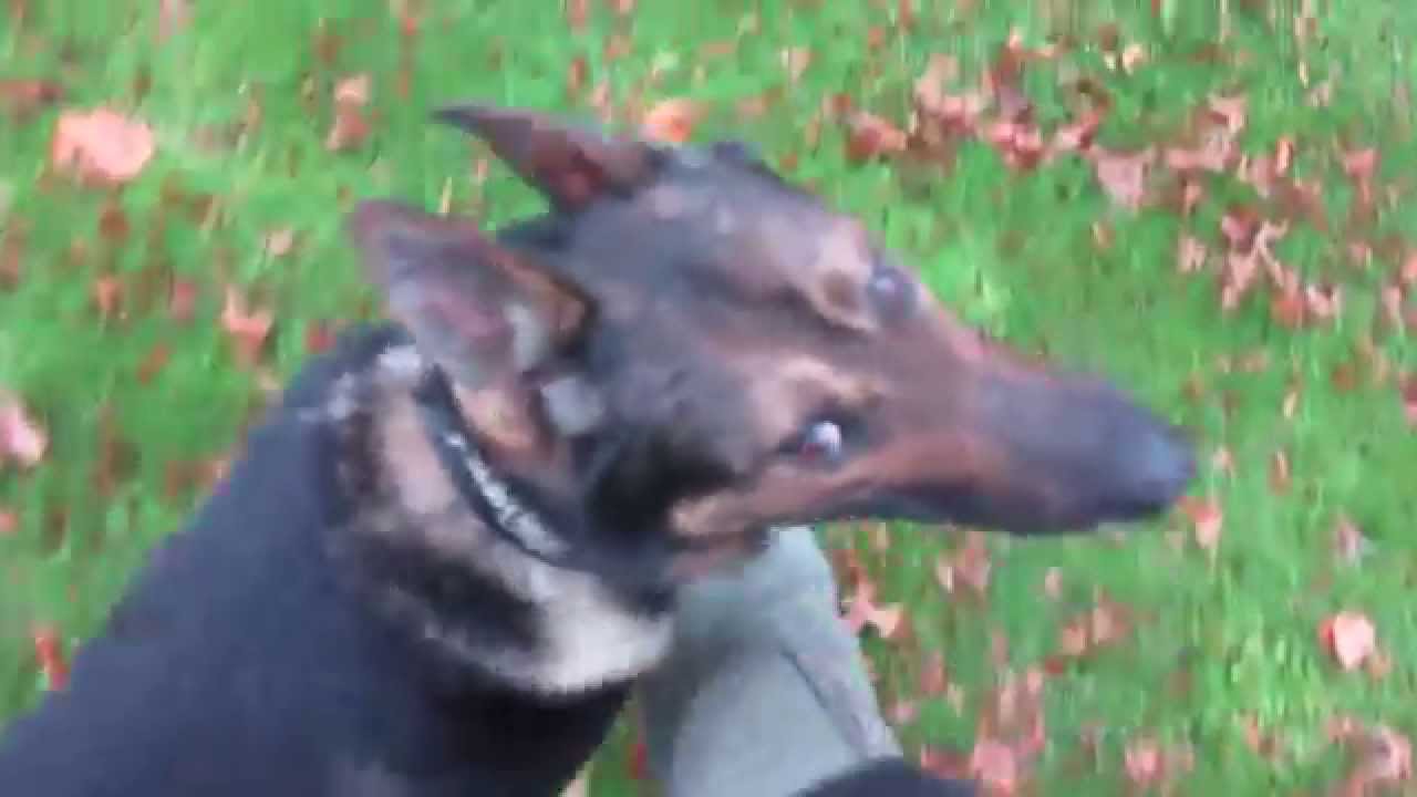 K9 Bo - Operant conditioning.. Dog training Off Leash and hand signals ...