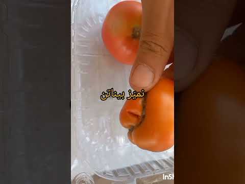 او ل قطفة بندورة بلدي ة بعلي ة على بسطة الموسم بسطة الموسم بندورة بلدية كفرا لبنان