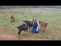 5 Fun Facts on the Farm 1  Nubian goats