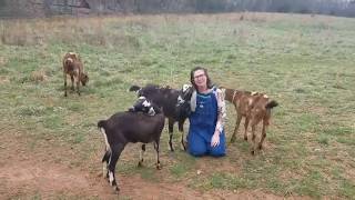 5 Fun Facts on the Farm 1  Nubian goats