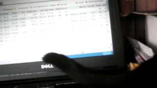 keyboard cat