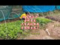 前几天移栽的菜苗缓苗不错哦!#我的小菜园 #一份耕耘一份收获 #折耳根 #新农人计划 #浙江