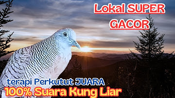 Suara Perkutut LOKAL GACOR, Kung Besar Bikin Emosi kutut lain!