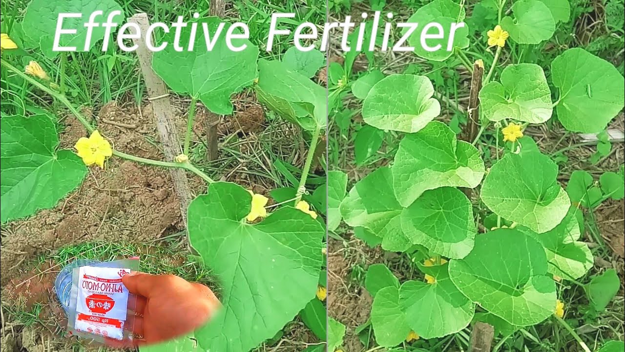 Best Npk 16 16 16 Fertilizer For Any Plant YouTube