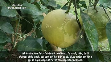 186 Nhà vườn nga đức - đặc sản bưởi xuân vân