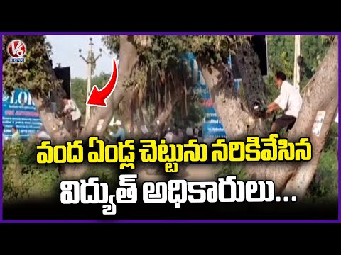 Electricity Officials Remove Century-Old Tree In Rangareddy | V6 News - V6NEWSTELUGU