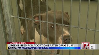 Urgent need for animal adoptions after Cumberland County drug bust
