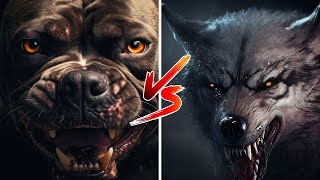 Pit Bull VS Wolf  Who would win in a Fight | FactoPia by Factopia 4 views 1 month ago 5 minutes, 36 seconds