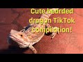 Cute bearded dragon TikTok compilation!!