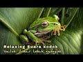 Suara Hujan Dan Katak Bernyanyi (Relaxing Sound Of Rain And Frog Singing)