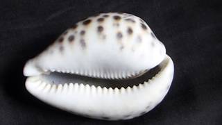 Tiger Cowry - Cypraea tigris - Tígriskuðungar - Skeldýr - Hitabeltissniglar - Sjávardýr