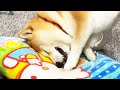 父の枕でおもちゃを熟成したら柴犬が暴走した