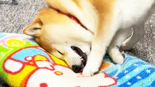 父の枕でおもちゃを熟成したら柴犬が暴走した
