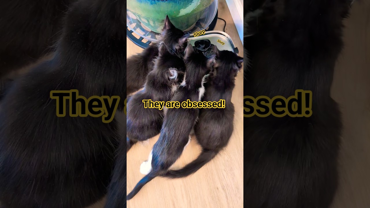 Kittens love their new water fountain! 😻 #cute #cat #love