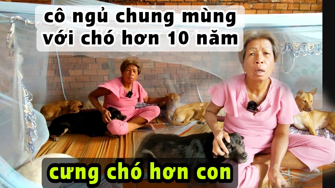 Nể phục cô Hoàng ngủ chung mùng đàn chó trên 10 năm xem chúng như ...