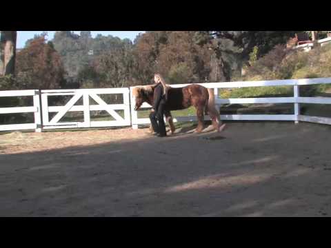 Training a horse @ Liberty using Carolyn Resnick M...