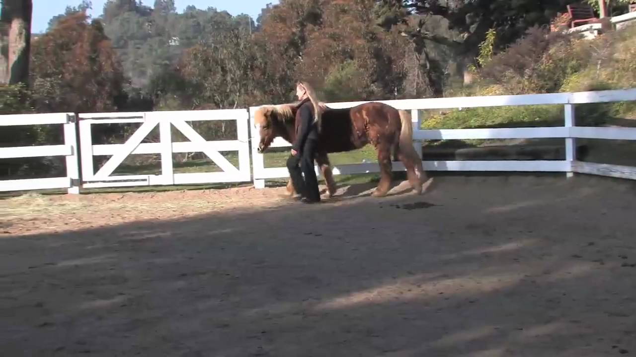 Training a horse Liberty using Carolyn Resnick Method YouTube