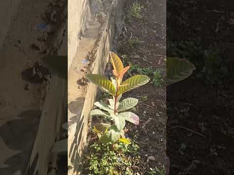 فله وياسمين وورد بلدي