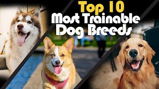 Top 10: Most Trainable Dog Breeds