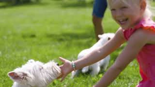 West Highland Terriers (Cedar Creek Kennels)