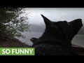 Cat Gopro Funny
