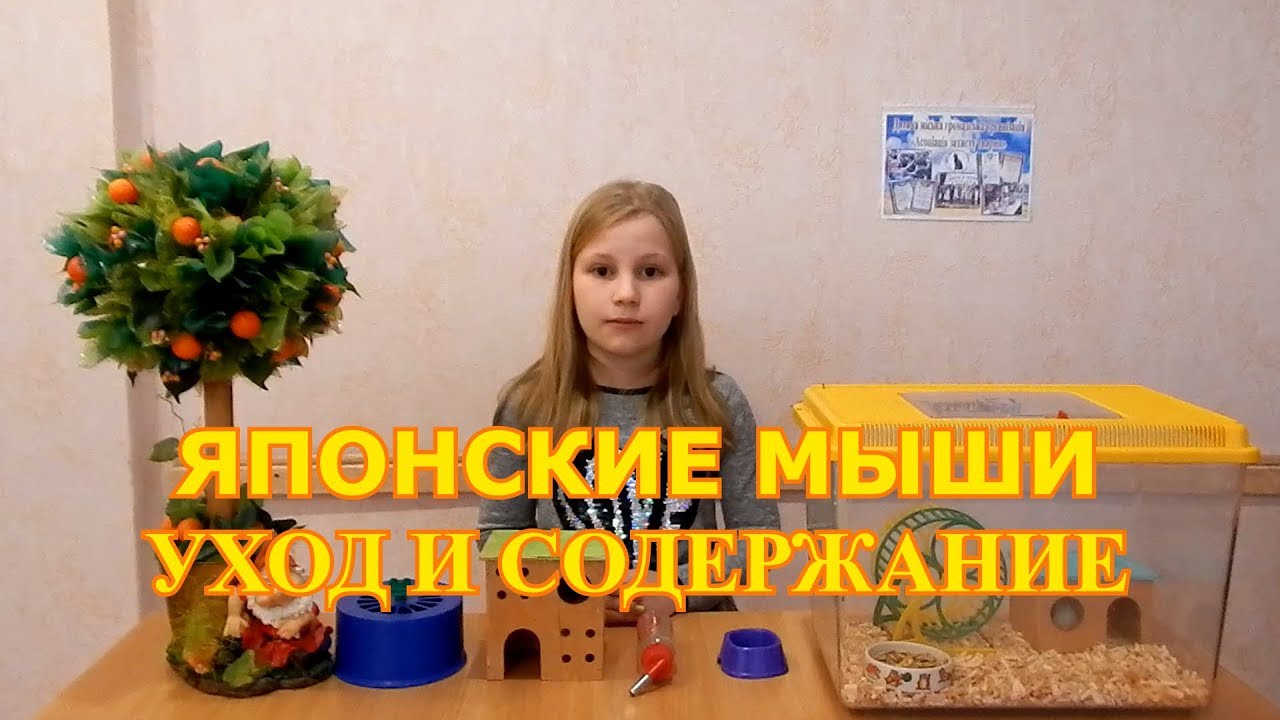 Мышь уход и содержание. Мышь уход и содержание
