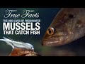 True facts mussels that catch fish