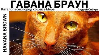 ГАВАНА БРАУН. ВСЕ ПОРОДЫ КОШЕК МИРА. HAVANA BROWN.