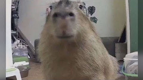 Agent 3 x Agent 8 | Edit | Splatoon 2 | FW