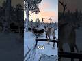 🦌 Reindeer Sledding in Russia’s Frozen Wilderness!: #ReindeerRide #RussiaTravel #SnowAdventure