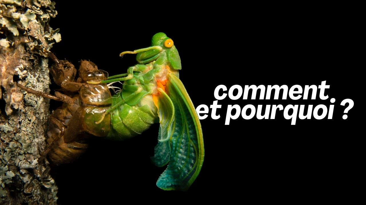 La mue : grandir quand on a une carapace