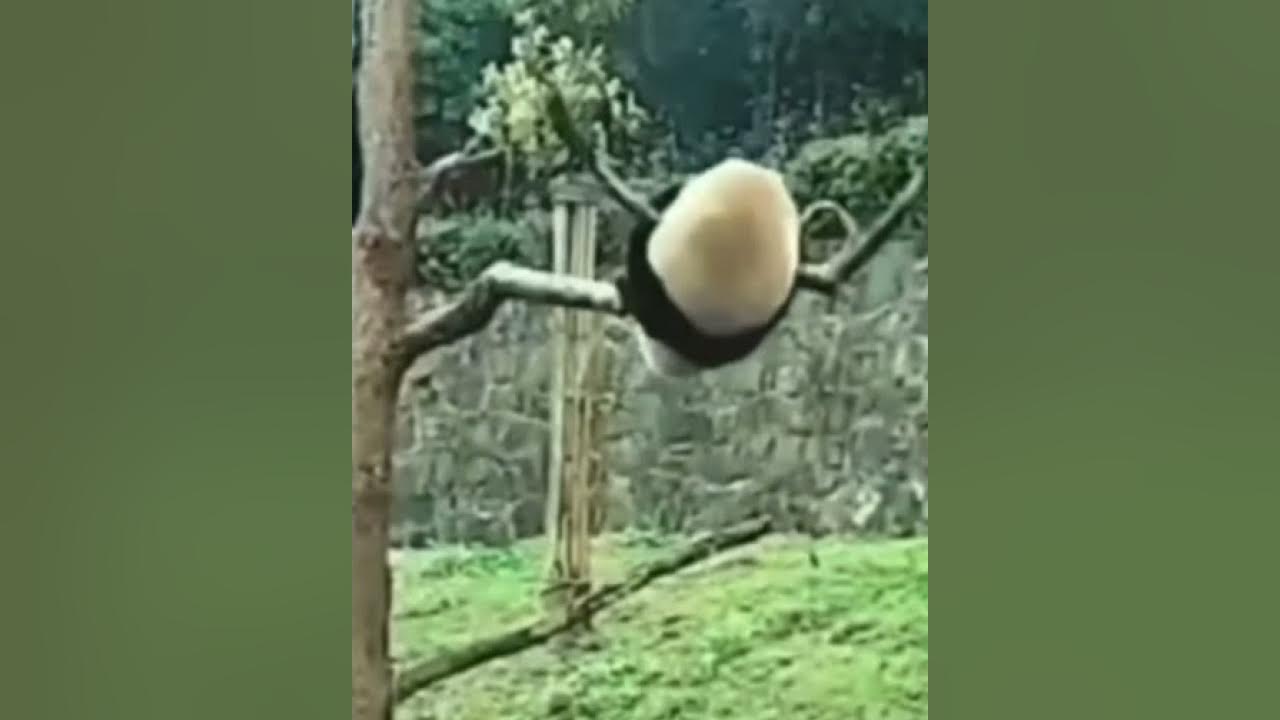 Me: "Why are pandas dying out?" Pandas - YouTube