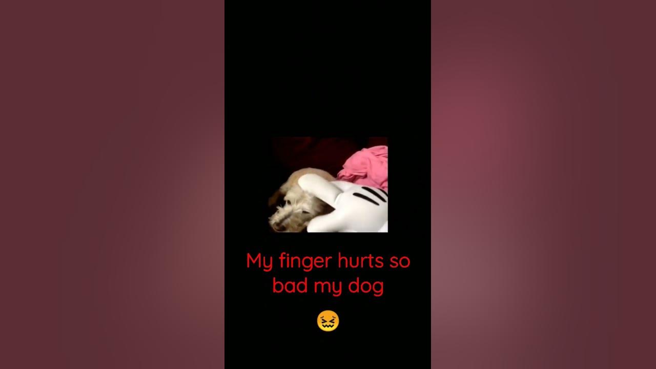 my-dog-hurt-my-finger-so-bad-youtube