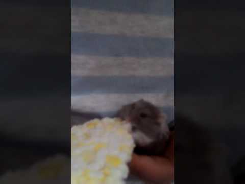 Video: Hamsterlər Haqqında Hər şey: Necə Qayğı Göstərmək Lazımdır