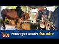 জামালপুরের আকর্ষণ ‘ক্রিস গেইল’ | Finis Besto Khamari | Cow farm | ATN News