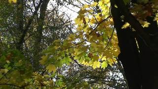 Осень.Рыжий лист кленовый