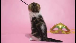Dancer, female Scottish Fold by Wunderfolds Scottish Fold Cats 101 views 1 year ago 32 seconds