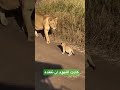 اللبوة تعاقب شبلها Shorts
