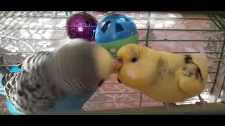 صدای مرغ عشق خوشحال Happy love bird